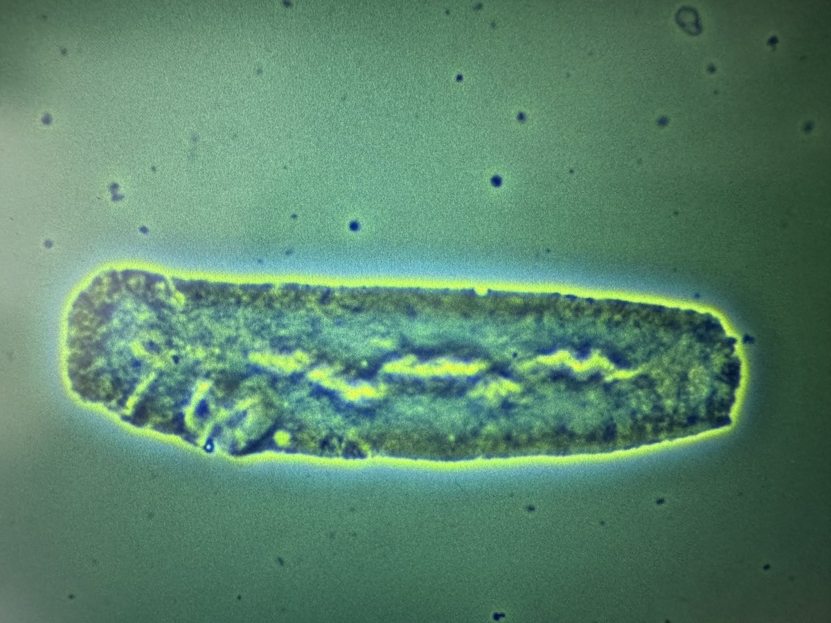 Madeline Chung, MD MS tweet media