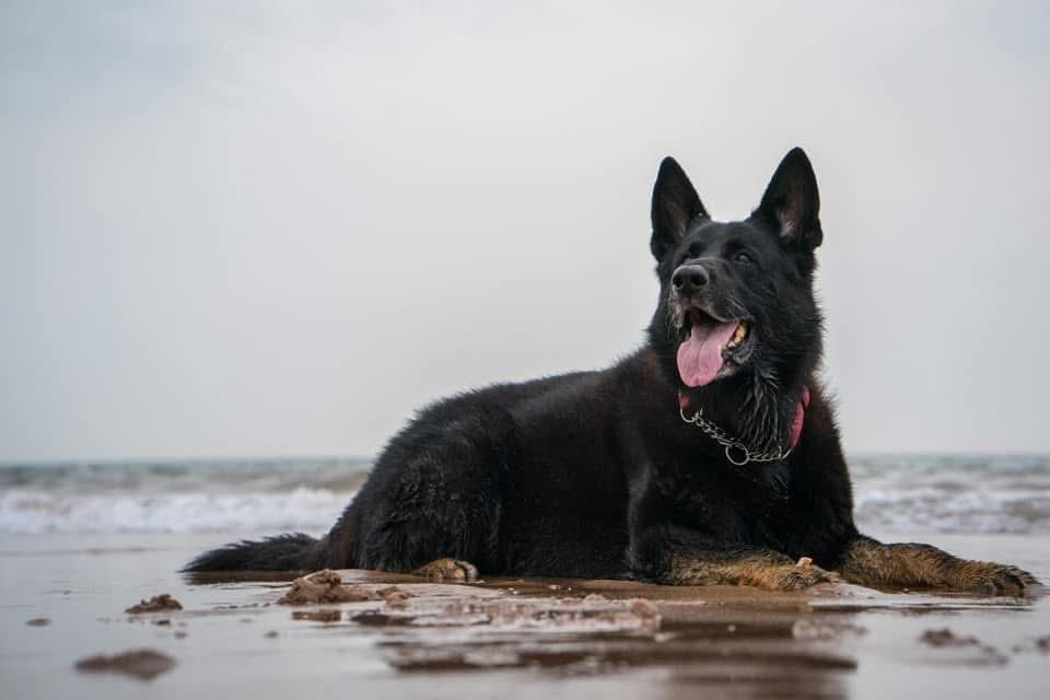 RPD_Logan tweet media