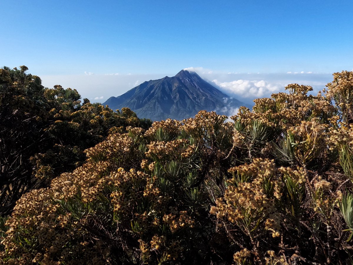 Edelweiss, bless my homeland forever. #PSSday