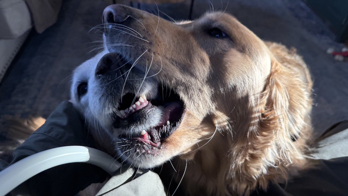 MikeFrezon's tweet photo. “THE THINGS I HAVE TO PUT UP WITH WHEN COUSIN JACK COMES OVER TO VISIT!”
-Sophie

#dogsoftwitter #BrooksHaven #grc #dogcelebration #GoldenRetrievers #BiteyFace https://t.co/cM8zVI6r3A