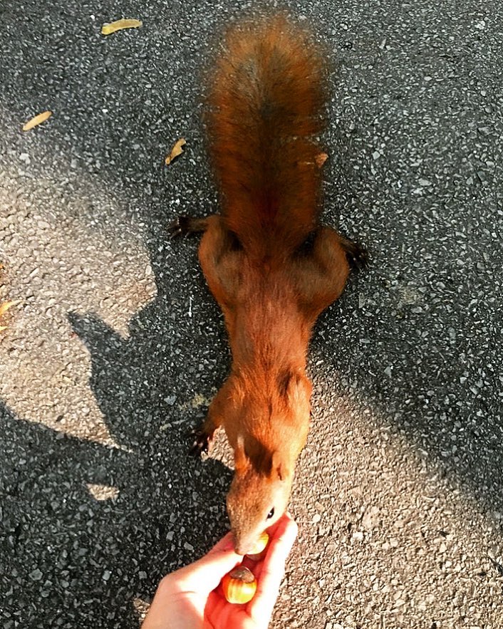 fogcity_katia's tweet photo. Aww, look at this curious little guy! ๐ฟ๏ธ I couldn't resist offering him a tasty treat - he seems so eager to get his paws on it. The way he's eyeing that nut is just too adorable.
#SquirrelFriend #NaturesMiniMarvels https://t.co/TOmDWbFyrV