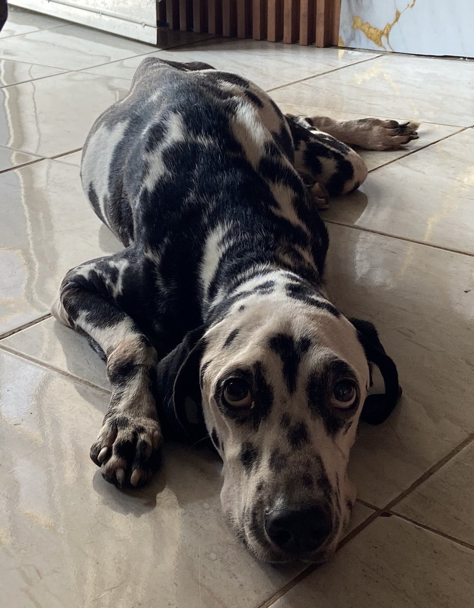 AlertaMePerdi's tweet photo. #ENCONTRADA #GUAYAQUIL
Fecha: 15/04/25
Sector: Norte, Jardines del Salado, por la PJ
Sexo: Hembra
Raza: Dálmata 
Obsv.: Dálmata 
Contacto: 0984457157
¡Ayúdala a volver con su familia!
#AlertaMePerdí https://t.co/KW2fhOAWSO