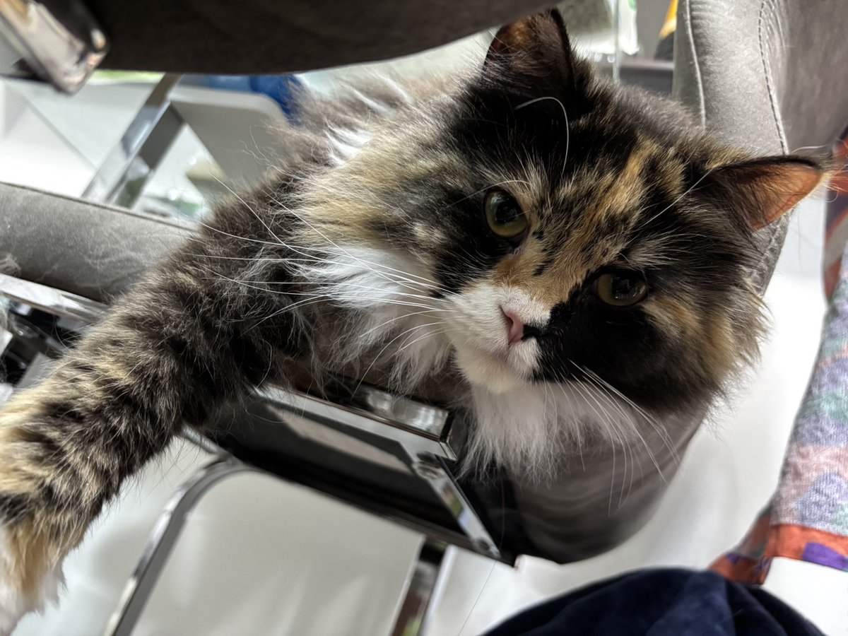 nekomocafe2's tweet photo. ロアンナちゃんとシャルルくんも仲良く一緒のお家です🙂
2ニャンとも甘えん坊で、ロアンナちゃんがしっかりお姉ちゃんしてあげてるんですって🥰
長毛2匹で毛繕い大変じゃないかなー？と思いましたが、気持ち良さそうにブラシされている動画も送って頂いたり、とっても可愛がって下さってます！ https://t.co/uQCf3Np39f