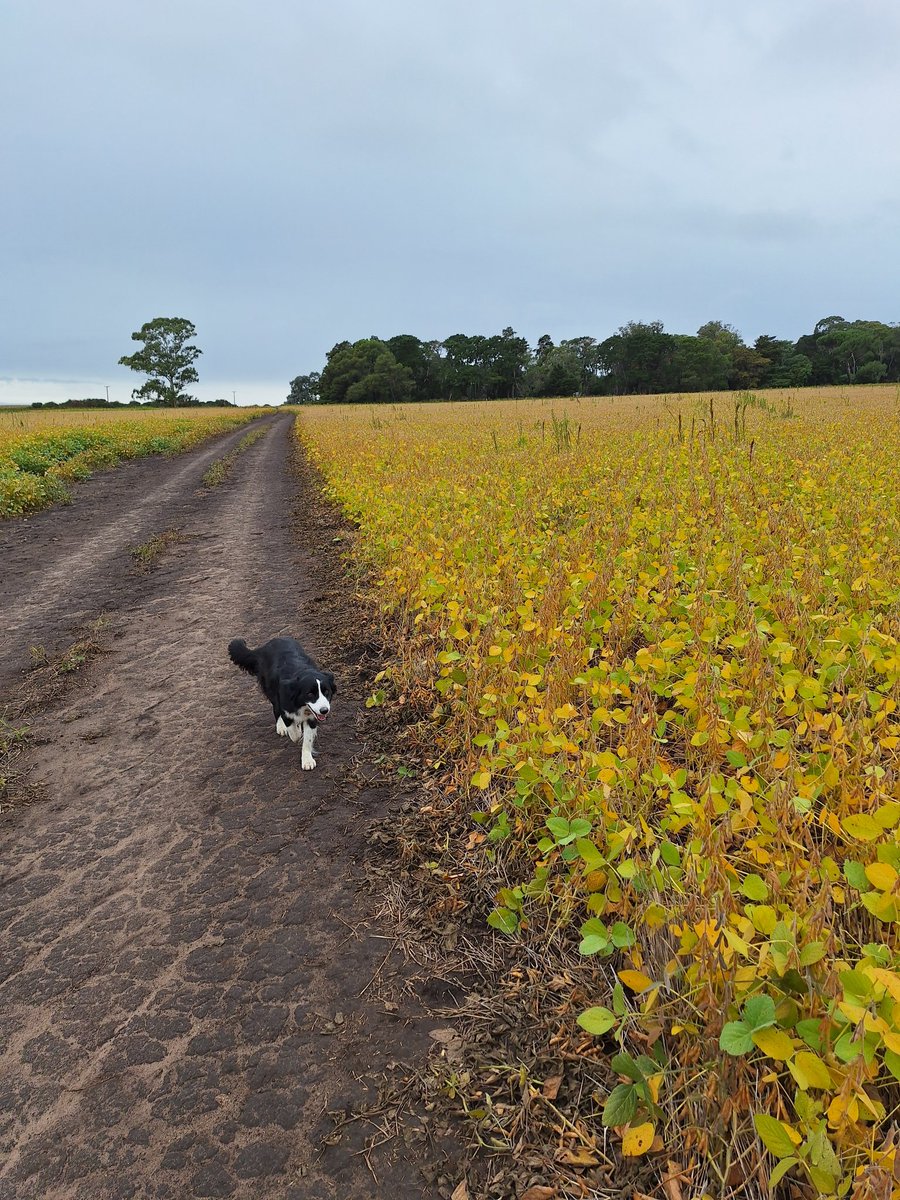 Maiz y soja de 2da sobre cebada en 5 cerros, balcarce. FS 16/12. Buenas lluvias y sin heladas parecen casi de 1ra (la espiga con chala es doble!)