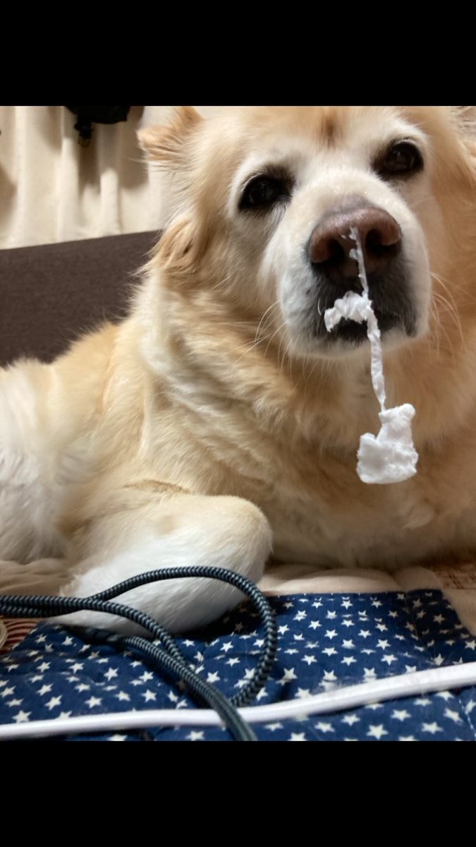pc58ll427's tweet photo. ティッシュで悪いことした後のイッヌと
白目口開け爆睡中のイッヌ https://t.co/gL82tw4knu