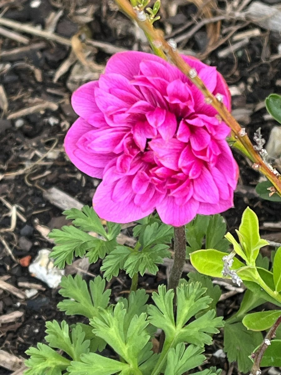 JudithClarke54's tweet image. Warm but overcast still some bright autumn flowers coming out brighten the day. #enjoytheday #keepsafe