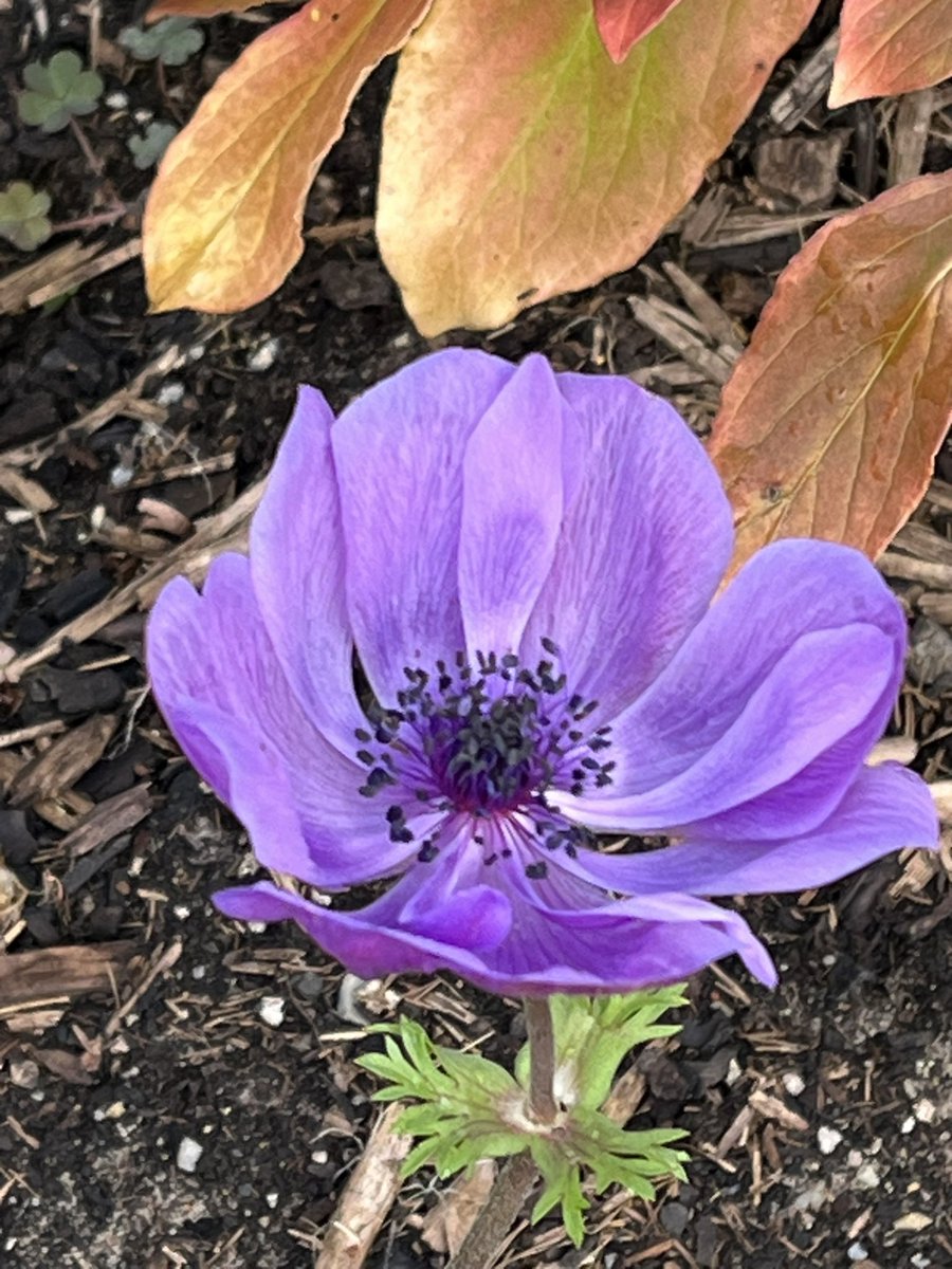 JudithClarke54's tweet image. Warm but overcast still some bright autumn flowers coming out brighten the day. #enjoytheday #keepsafe
