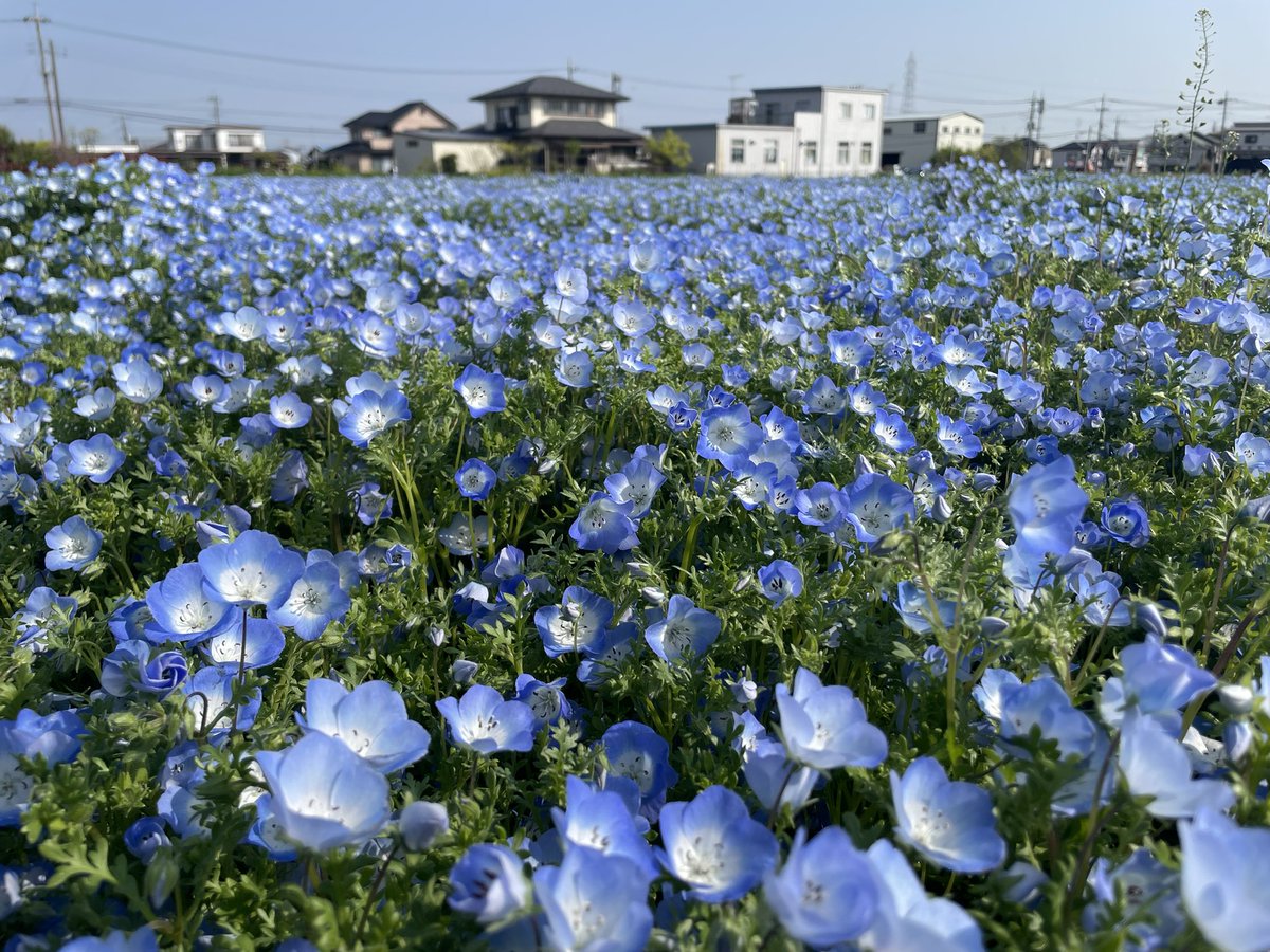 ねもふぃらページ 埼玉ネモフィラ