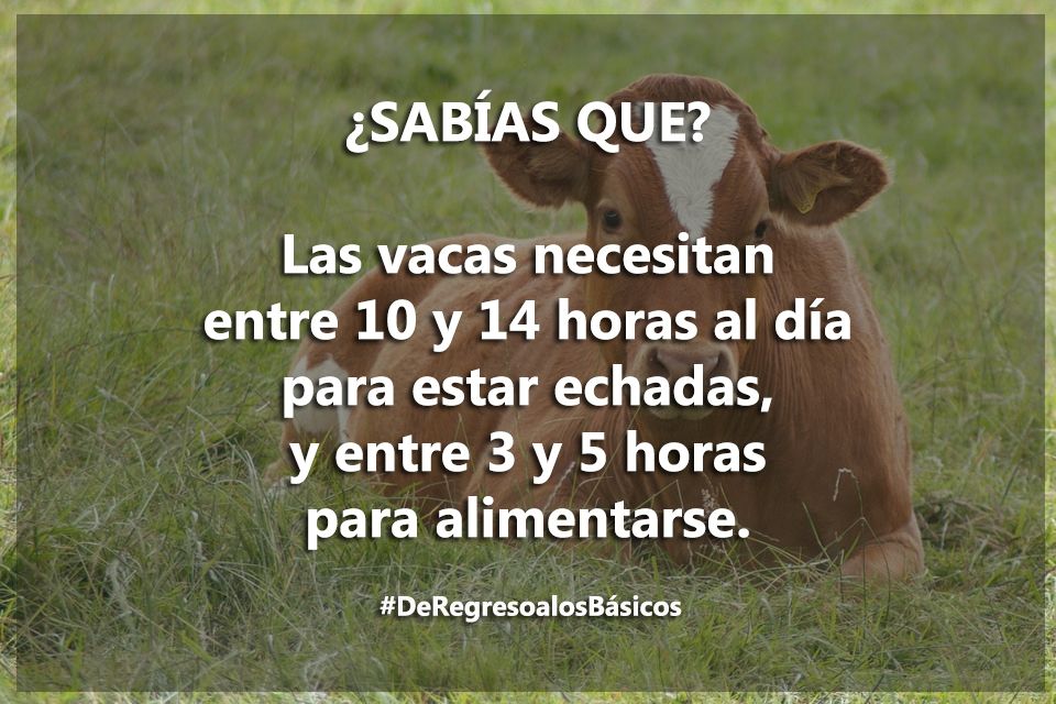 GanaderiayAgro's tweet photo. De regreso a los básicos. 
#AprendamosJuntos https://t.co/jhLiUyz8LK