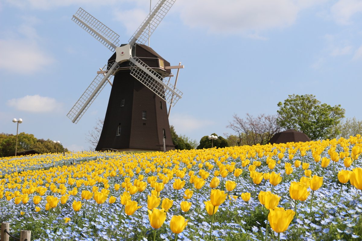 4/16鶴見緑地の開花状況です。 風車の丘大花壇では #ネモフィラ と