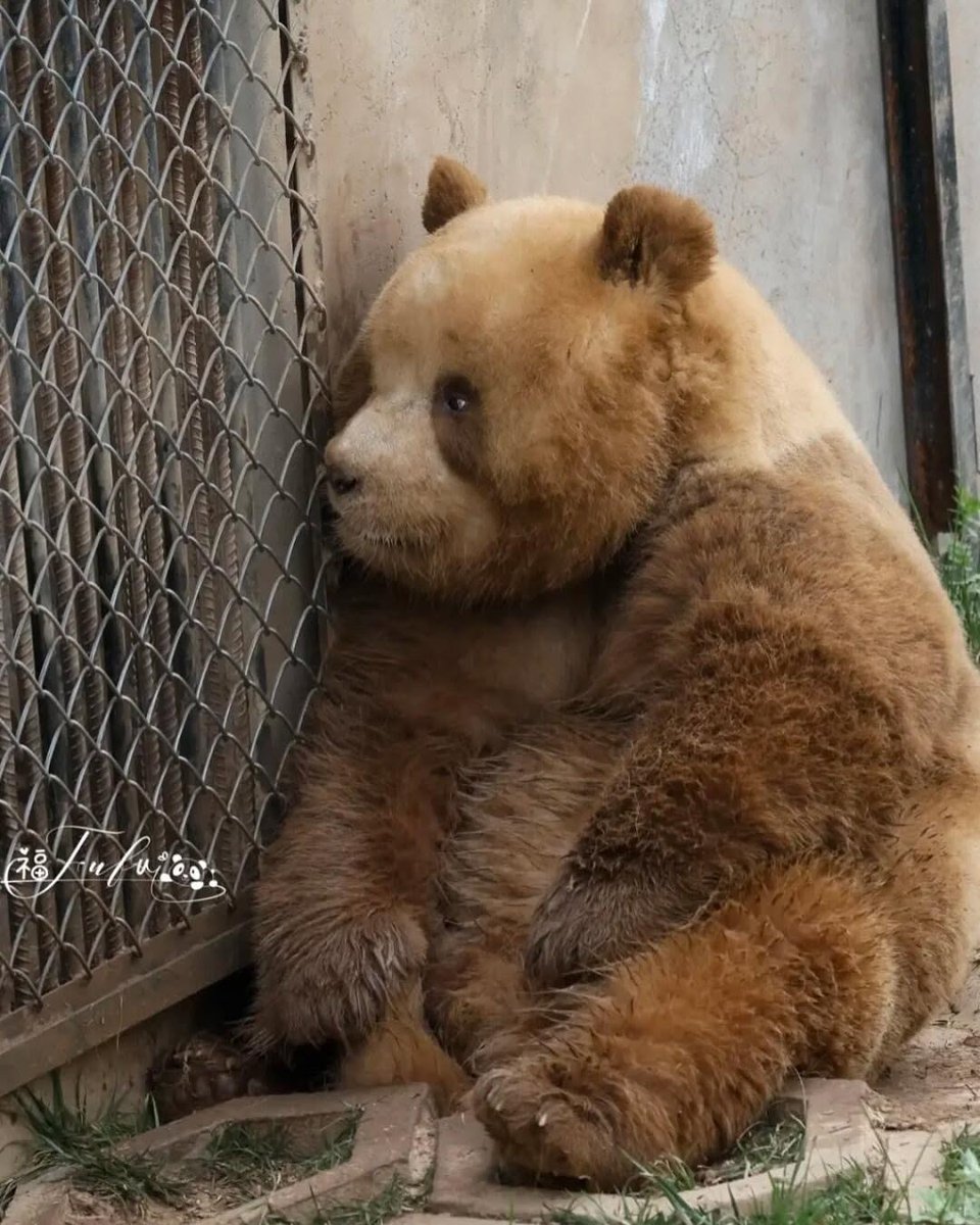 Ollie__0's tweet photo. 귀여워 #Qizai https://t.co/K5z7eJLXwq