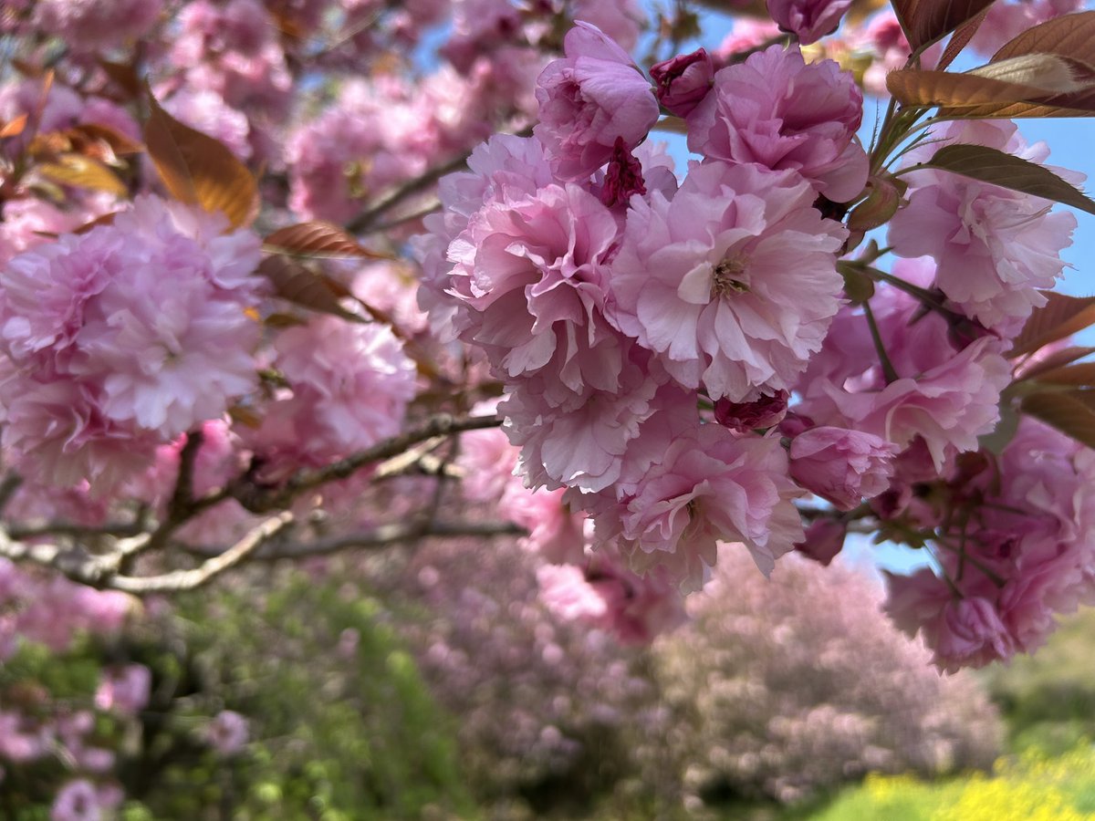 ichiyajyo's tweet photo. おはようございます。
桜の季節も終盤になってきました！
最後を締めくくるのは、八重桜！！
満開です^ ^
本日も一夜城ヨロイヅカファームは10時開店です。
＃一夜城ヨロイヅカファーム　＃石垣山一夜城　＃石垣山城　＃太閤一夜城　＃小田原　＃八重桜 https://t.co/fbjU1yp5YA
