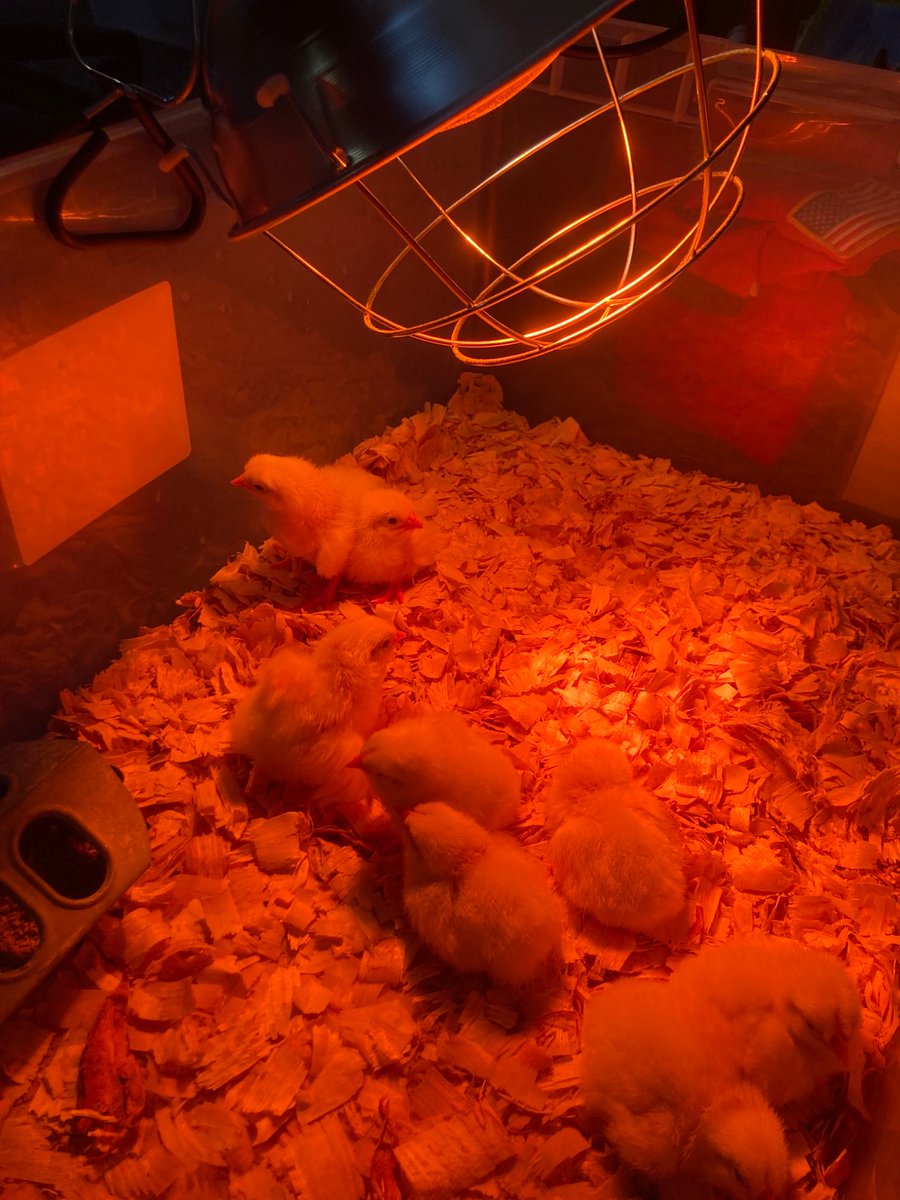 Alison Balic tweet media