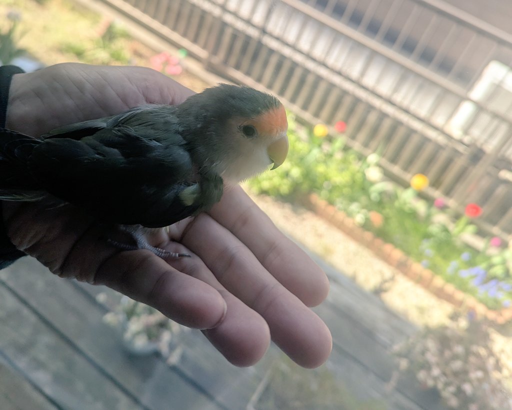 popomuckn's tweet photo. おはようございます☀️
気持ちいい天気だね🐥
🌷咲いてるよ〜
見て無い😁 https://t.co/PnkiPpJxyx