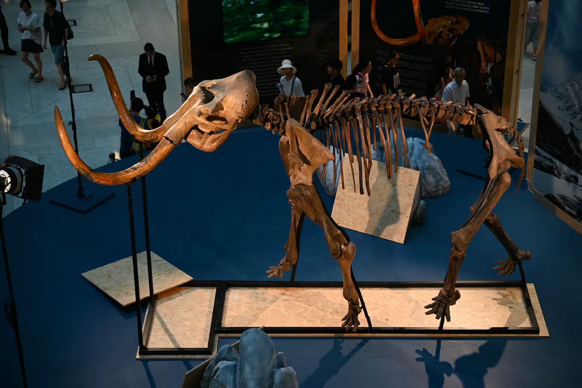 MarioNawfal's tweet image. BILLIONAIRE BACKS MAMMOTH COMEBACK—COLOSSAL BET ON DE-EXTINCTION TECH

Ben Lamm’s startup Colossal just raised $200M at a $10.2B valuation to bring back the woolly mammoth—yes, seriously. 

Alongside Harvard geneticist George Church, Lamm aims to resurrect extinct species like…