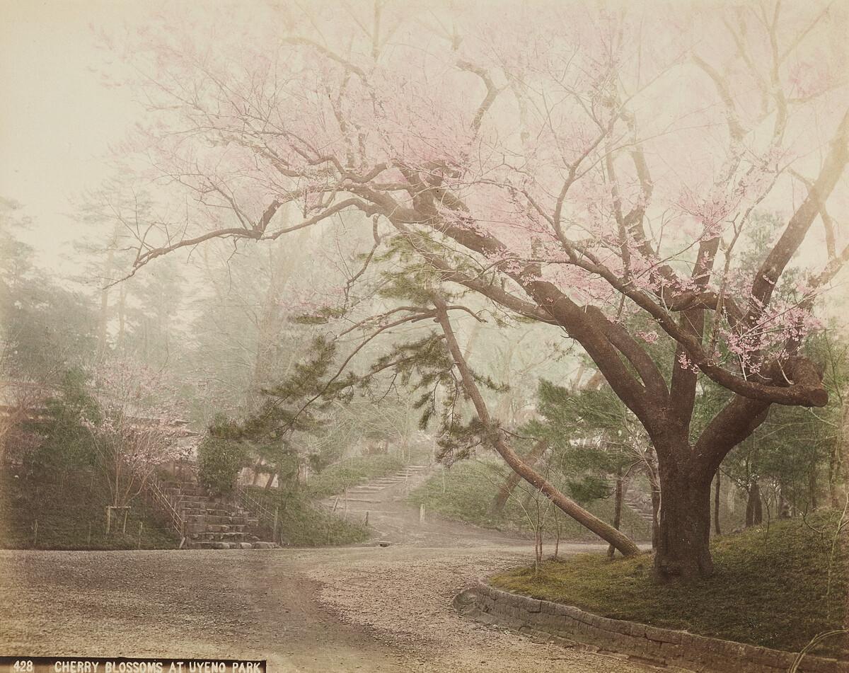 agotoronto's tweet photo. Branching out || To welcome Toronto’s newest viral tree sensation, here are a few from the AGO Collection. 

https://t.co/gH1r4m2i0E https://t.co/JVz3OILns8