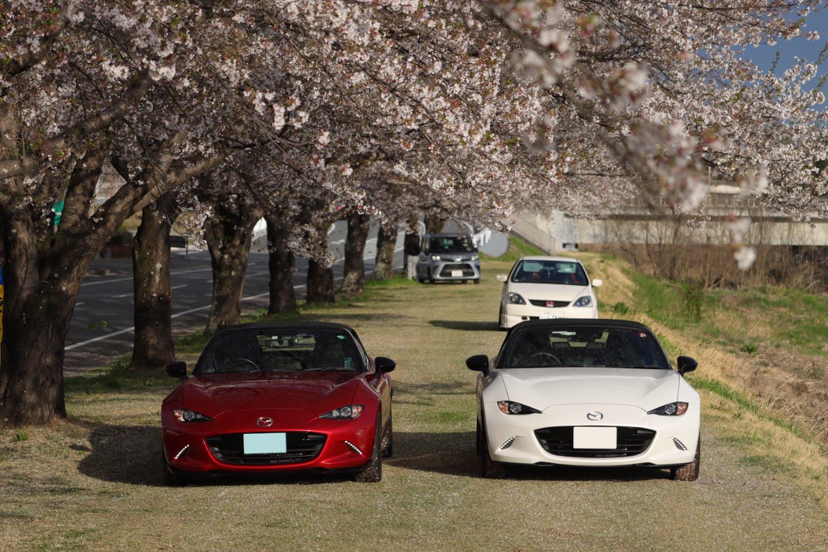 MX5_ND__'s tweet photo. 桜と紅白ロードスター📸 https://t.co/9IhJd2iAF0