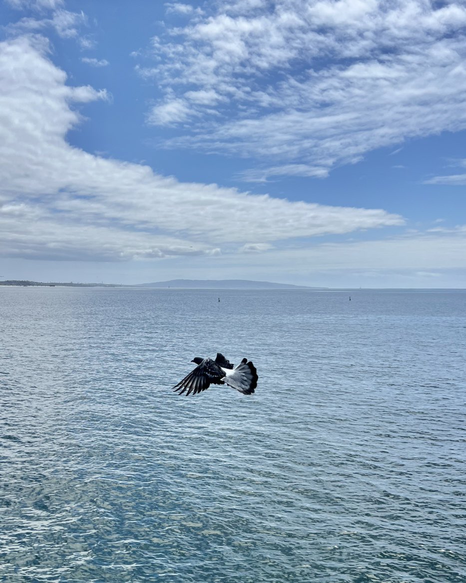 Diana_in_Winter's tweet photo. Today - Photos on and from Santa Monica Pier.
#SantaMonicaPier #SweetNature #BeautifulDay #EquanimityGoals #PacificOcean https://t.co/4SUTFz3TSw