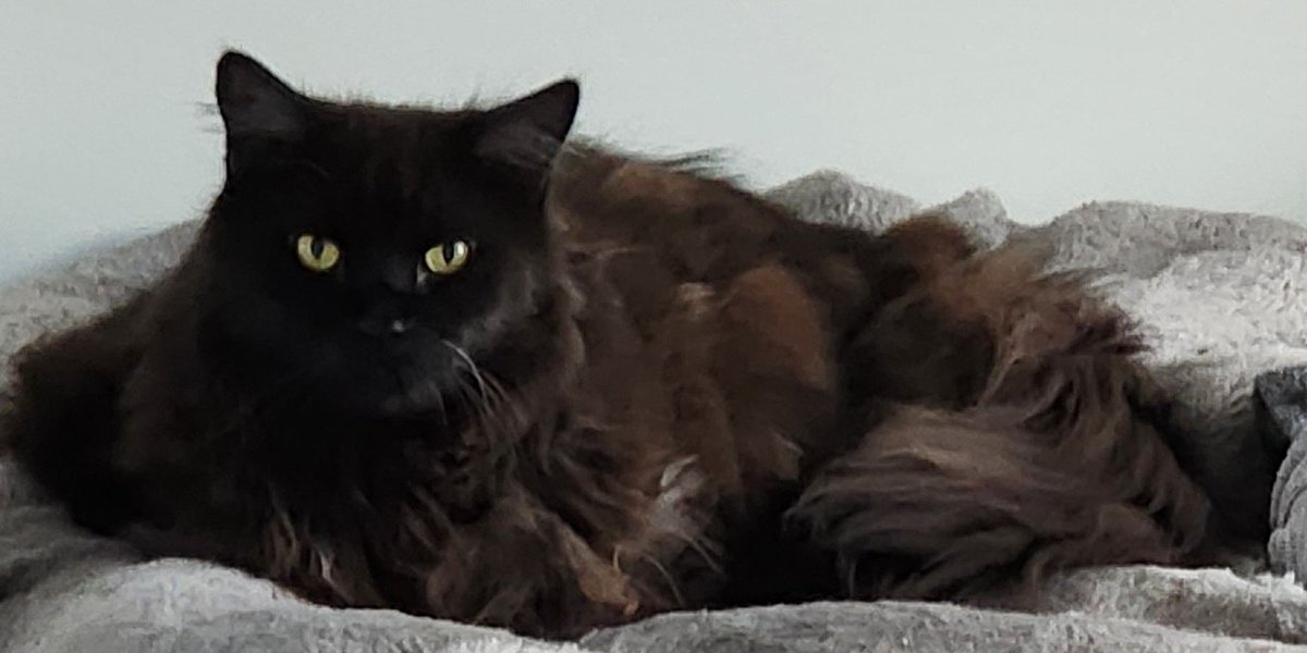 Iron Blooded Goose🌱/🐍☁️ tweet media