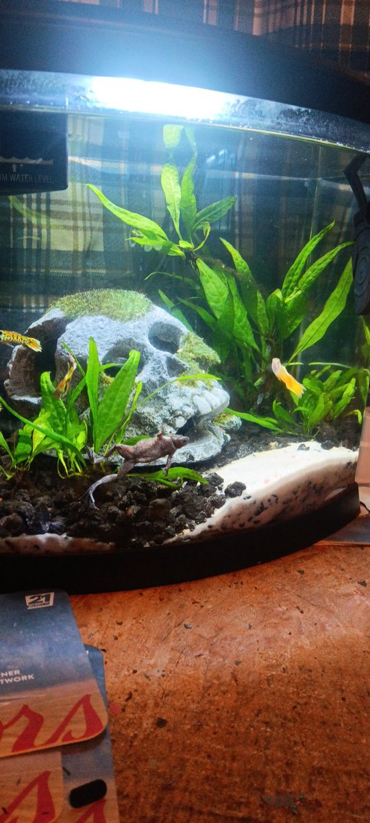 cocksnation864's tweet image. Frog man showing you his dingaling #aquascape #tanklife show me your tanks