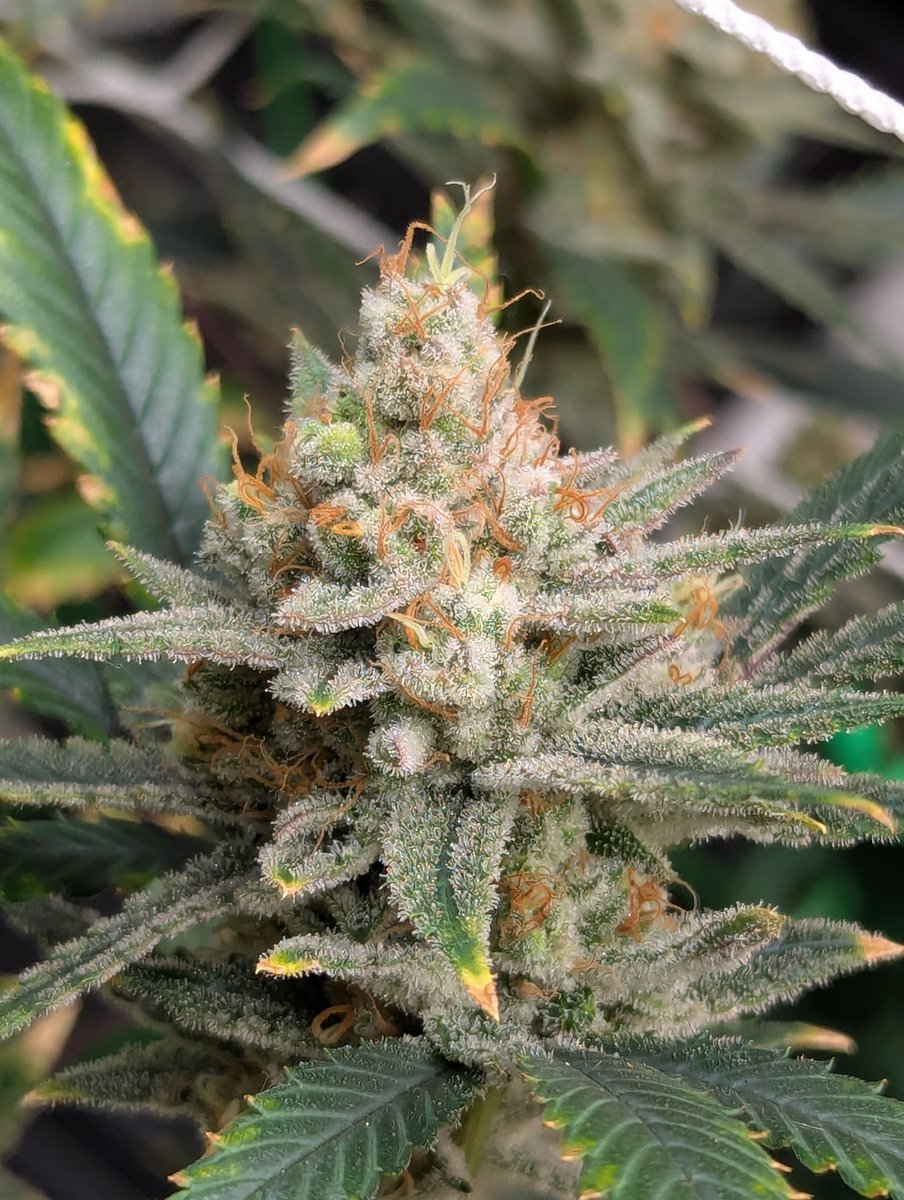 FingerLakeDankz's tweet photo. Gelato supreme 🚨🔥

Day 52 coming down to the finish line https://t.co/rLS0nItKb0