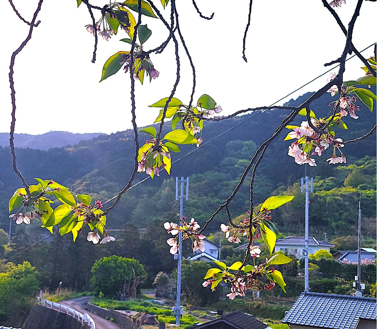 jyyou's tweet photo. 4/17朝、自遊学校の校庭で撮影。2日前の強風でだいぶ散ったけれど桜の木に花がまだ幾分残っています。ここは高台にあるので乾燥しているせい？か、いつも開花が遅い。校庭は桜の花びらで一瞬ピンクになっていたけれど風に吹かれて花は去り、いまは野草の緑に。 https://t.co/szz4DeSlcn