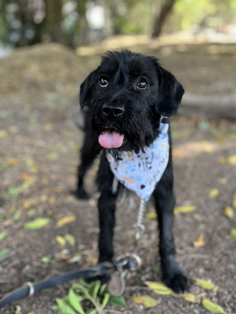 ¿Me adoptas? 🥹

Soy Milton,y me salve de morir en un horrible antirrábico,ahora busco una familia que me ame muchísimo.
Estoy en CDMX.