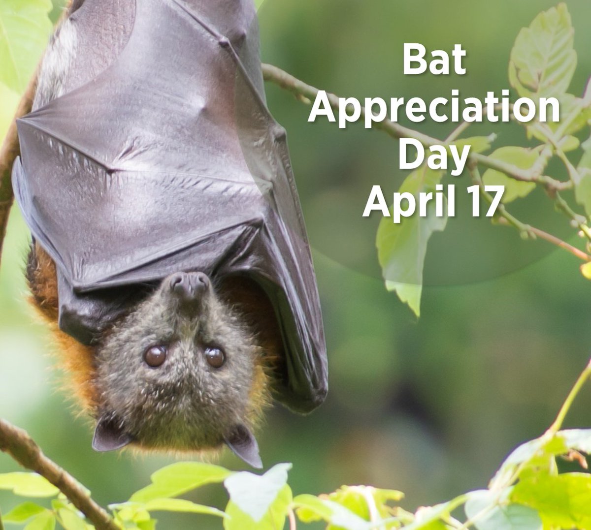 Today is #BatAppreciationDay and we are giving thanks for all that bats do for the world and its ecosystems. They play a crucial role in pollination, seed dispersal, and insect control. 🦇
#ausbats #batresearch #flyingfox