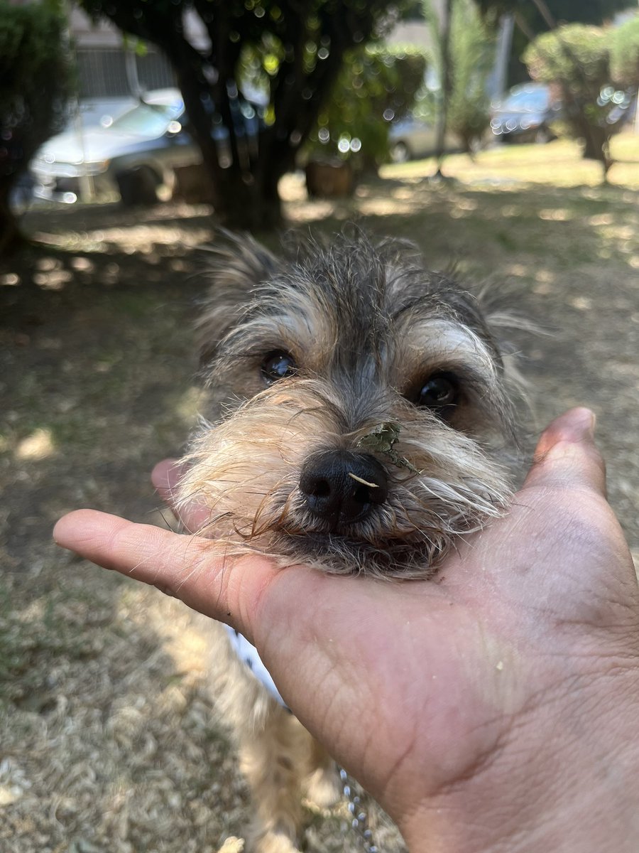 𝙷𝚎𝚕𝚊 𝙼𝚘𝚛𝚎 🐶 tweet media