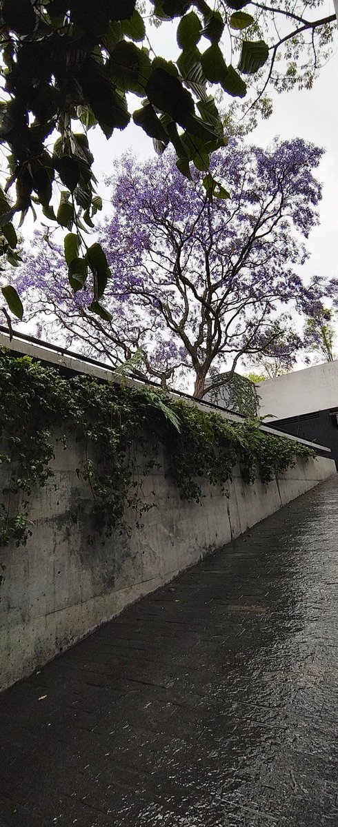 Lirice Zuniga (@liricezuniga) on Twitter photo #JacarandaAzteca <a href="/RicardoBSalinas/">Don Ricardo Salinas Pliego</a> <a href="/JorgeNikaidoB/">Jorge Nikaido</a> <a href="/MLMSalinas/">María Laura Medina de Salinas</a> 19°25'23.9"N 99°12'40.9"W #JacarandaAzteca <a href="/RicardoBSalinas/">Don Ricardo Salinas Pliego</a> <a href="/JorgeNikaidoB/">Jorge Nikaido</a> <a href="/MLMSalinas/">María Laura Medina de Salinas</a> 19°25'23.9"N 99°12'40.9"W