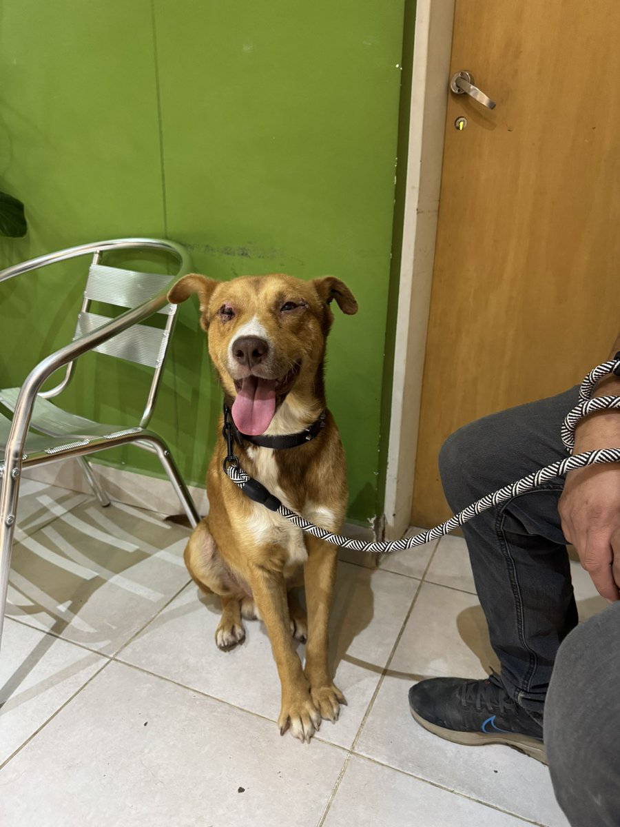 ornellavezzoso's tweet photo. El perrito que le cortaron los párpados evoluciona muyyy bien (ahora se llama Andy🤩)! Hoy tuvo control y está cada día mejor 😍 Gracias nuevamente a la familia que lo adoptó y miles de gracias a Veterinaria Roca!!!! https://t.co/rSmxZpKUaa