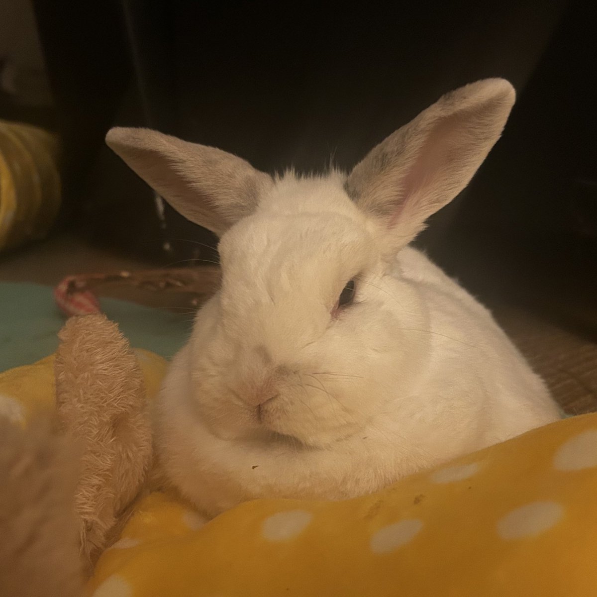 <a href="/frobunnius/">frobunnius</a> Your page has been visited by Mr. Evil