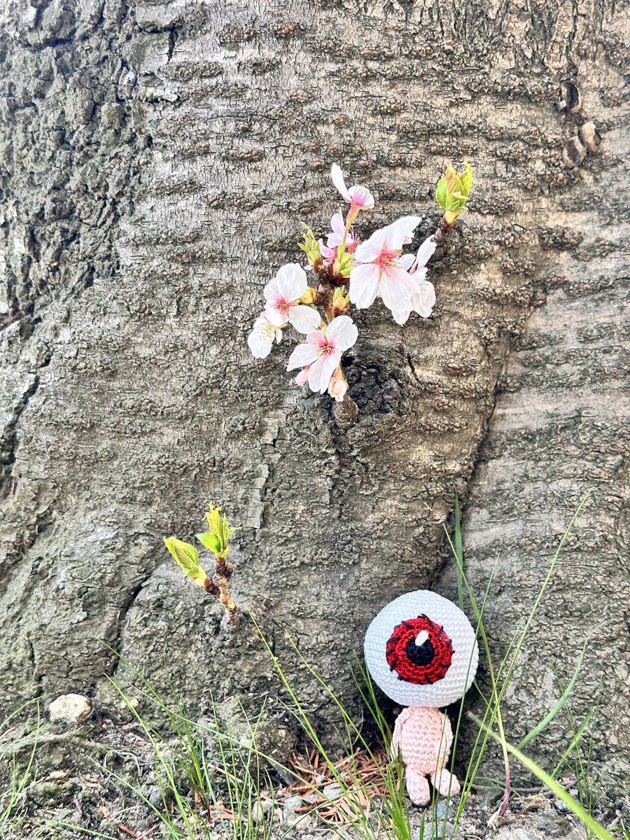 愛染鱧子 tweet media