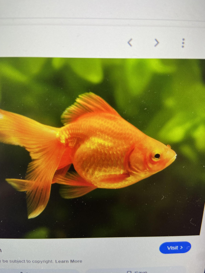 thennarasu2022's tweet photo. Spent an awesome day on the water at #CrescentBeach - saw cool #SgtMajorFish and #Goldfish, tried new #water_sports, had a blast! Come join us! #KaveriRiverBasin #AfternoonRainFL https://t.co/xVVJcl4TIJ
