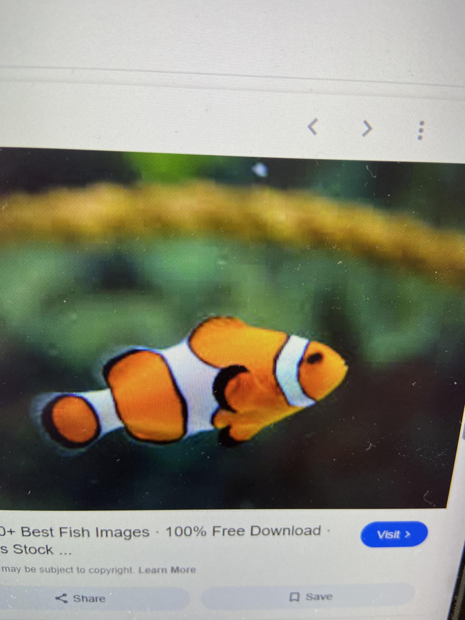 thennarasu2022's tweet photo. Spent an awesome day on the water at #CrescentBeach - saw cool #SgtMajorFish and #Goldfish, tried new #water_sports, had a blast! Come join us! #KaveriRiverBasin #AfternoonRainFL https://t.co/xVVJcl4TIJ