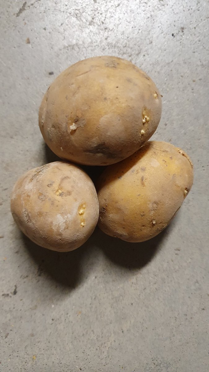 TheovanderWal2's tweet photo. Dit zijn aardappelen uit de talentbewaring. Alle kiemen zijn los!! We bewaren de aardappelen gedurende de winter op 7 graden en passen elke dag een behandeling met het middel Talent toe. Nu is het @CTGB_NL van plan dit biologische middel te verbieden, snapt u het nog? https://t.co/YnJOd6zGp7