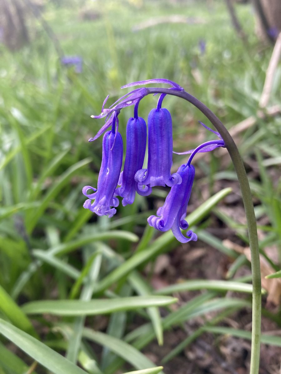 We can’t photograph every English Bluebell in our woodland as it would take years, but we will share some every day 

Bluebell #1