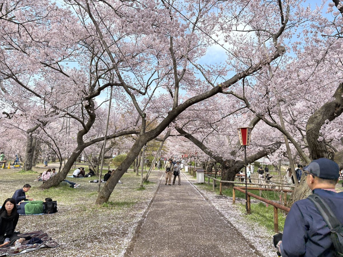 babakoma's tweet photo. 高遠城址公園のお花見🌸
風があって桜吹雪です。 https://t.co/yJb2D0ukcr