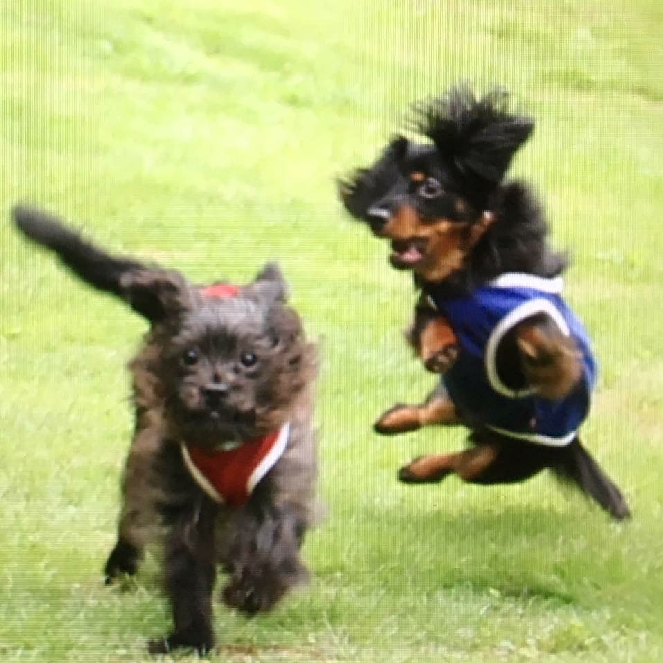 harami_tan_29's tweet photo. @inu_life__ 走ってきた犬(左)に喧嘩売ろうと突進したら思ったよりフィジカルすごくて吹っ飛ばされた犬(右)です 🐶🐾 https://t.co/qN6plnJBui