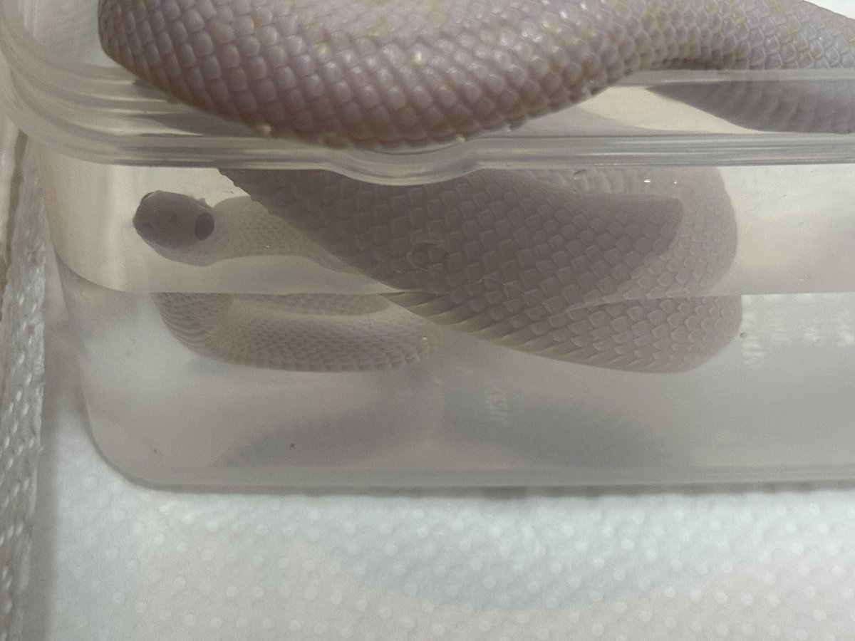 コーンスネークのあくあ

白蛇って綺麗だよね