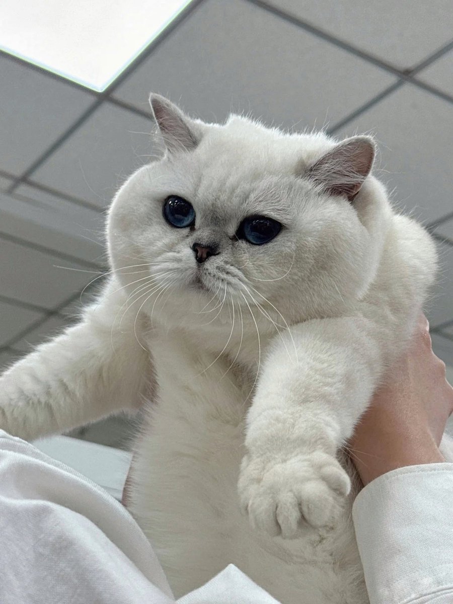 No Context Cats tweet media