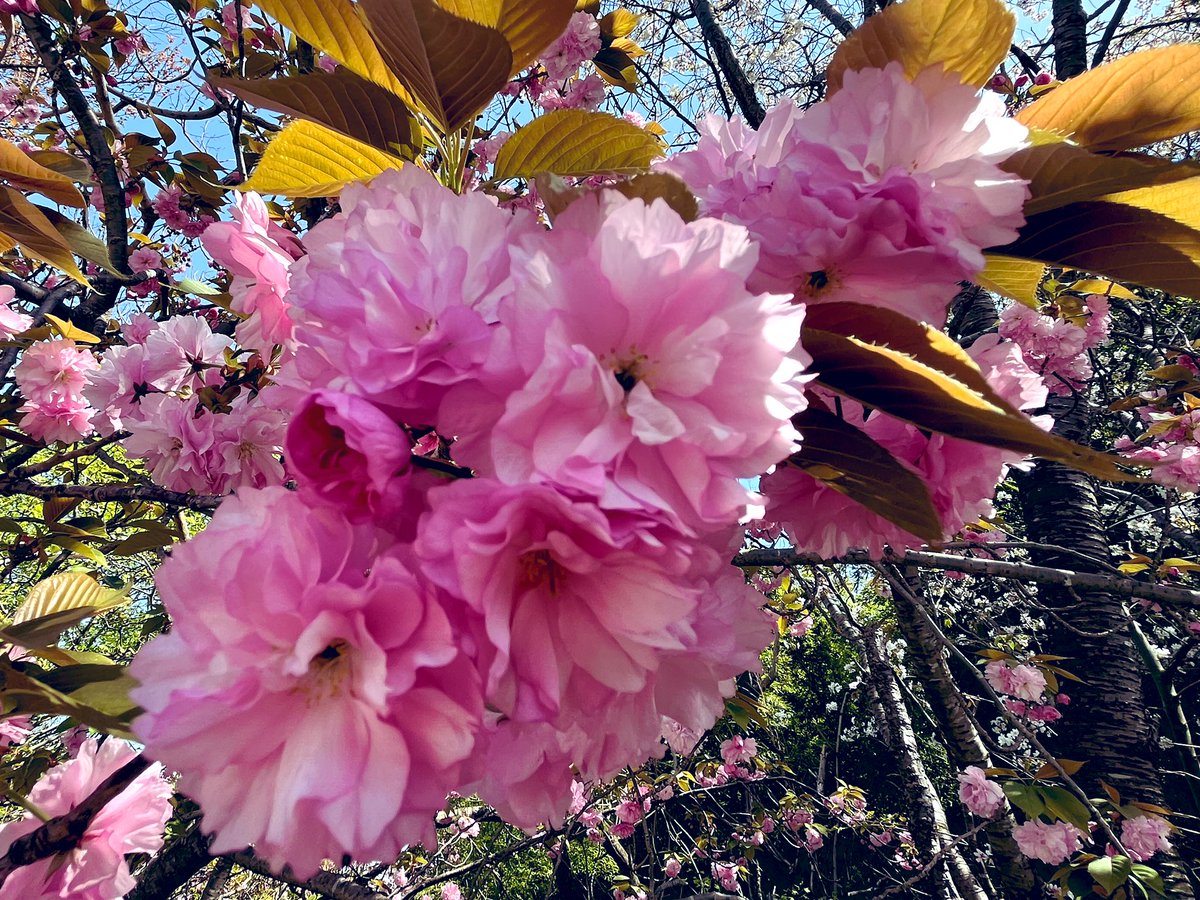 OoOo_TaTa15_15's tweet photo. 今日は暑い💦💦💦💦💦
　☀️☀️☀️☀️☀️☀️☀️☀️☀️

#今日は夏日💦💦💦💦💦

4月で夏日💦💦💦💦💦😳
　
　　🌸まだ綺麗に咲いてる

        #八重桜🌸
　　#ヤエザクラ🌸
　　#ぼたん桜🌸
         #遅咲きの桜🌸 https://t.co/WywjyKCzuN