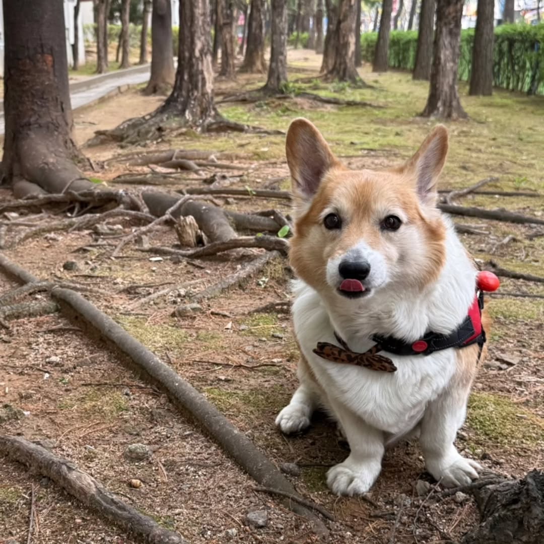 bestofbyunbaek's tweet image. Mongryongie update from Baekbeom hyung 🥹💕

&quot;Taking a walk with Mongryong on this cozy weather~ #WelshCorgi #DogWalk&quot;

So lovely!! 🥹🫶🏻
