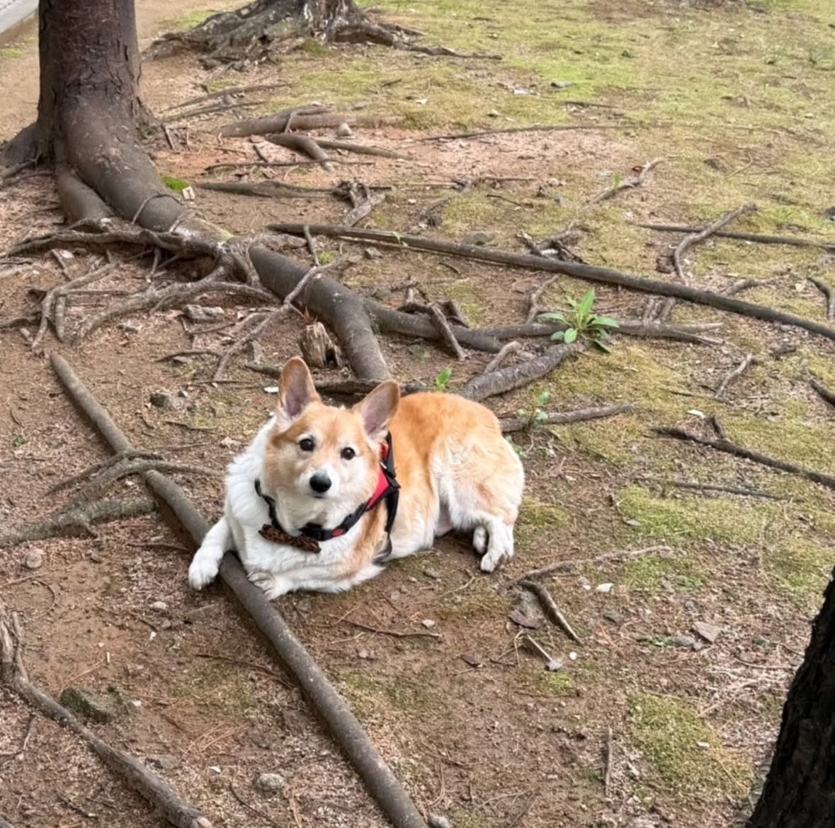 qtpiebyunbaek's tweet image. Today&apos;s Mongryongie update from Baekbeom Hyung&apos;s Instagram!! 🐶❤️

&quot;On a walk with Mongryongie in the cozy weather~

#WelshCorgi #DoggiesStroll&quot;