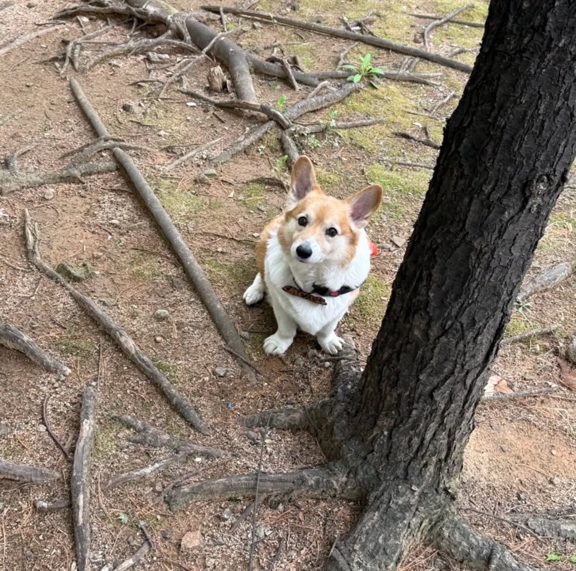 qtpiebyunbaek's tweet image. Today&apos;s Mongryongie update from Baekbeom Hyung&apos;s Instagram!! 🐶❤️

&quot;On a walk with Mongryongie in the cozy weather~

#WelshCorgi #DoggiesStroll&quot;