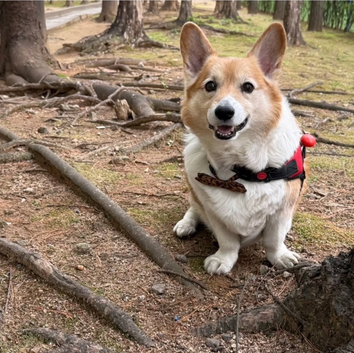 qtpiebyunbaek's tweet image. Today&apos;s Mongryongie update from Baekbeom Hyung&apos;s Instagram!! 🐶❤️

&quot;On a walk with Mongryongie in the cozy weather~

#WelshCorgi #DoggiesStroll&quot;