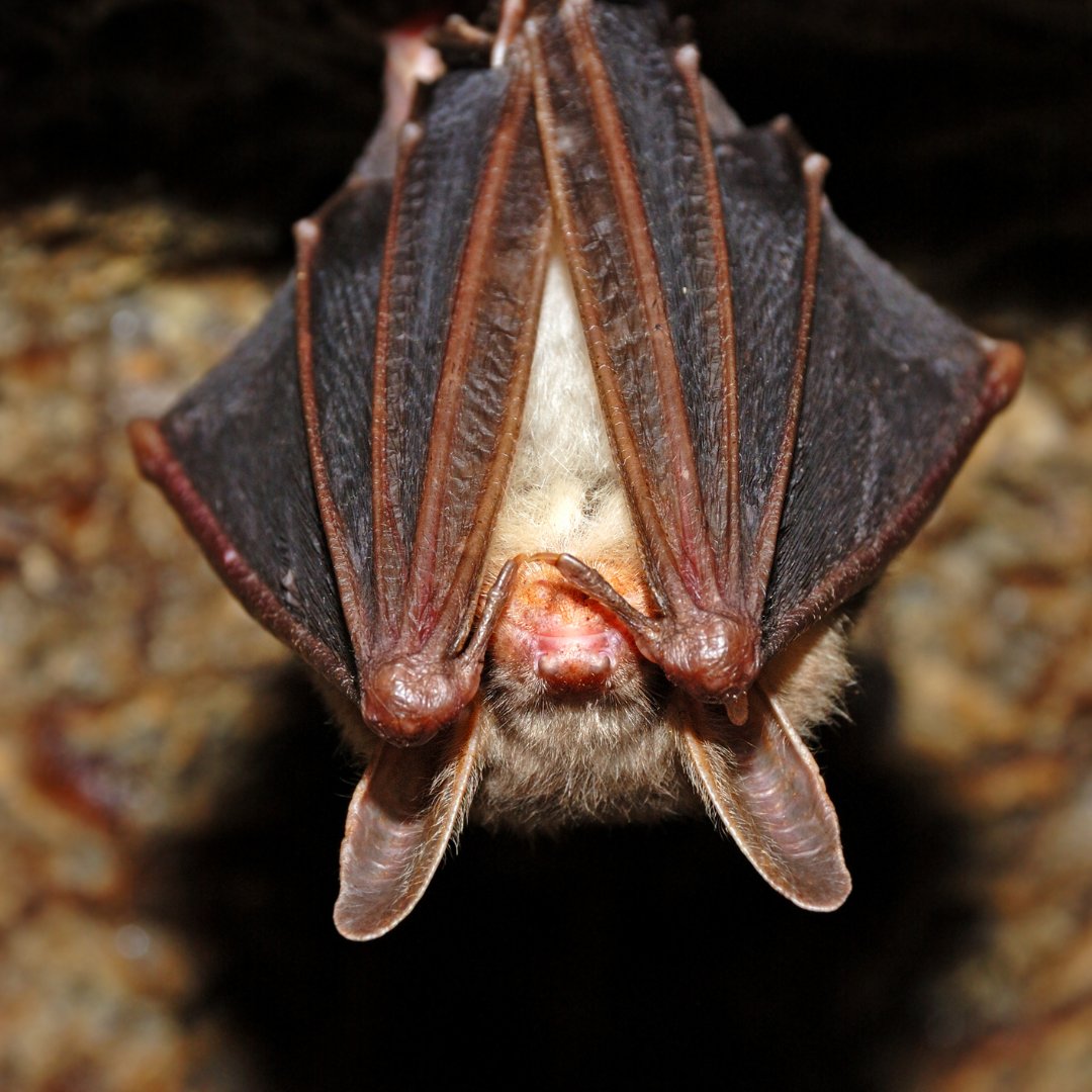 🦇 It's International Bat Appreciation Day! These amazing creatures are vital to our ecosystems.
Did you know that bats are the only mammals that can truly fly? #BatAppreciation #BatFacts  #WildlifeDrones  #radiotracking #radiotelemetry #WildlifeConservation #wildlifetelemetry