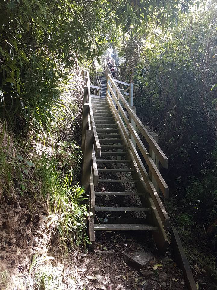 michellew2k's tweet image. The end of a trail called Grahams Bush near Dunedin #NewZealand