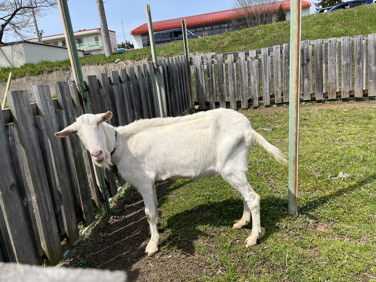 My dog met a goat for the first time in his life!