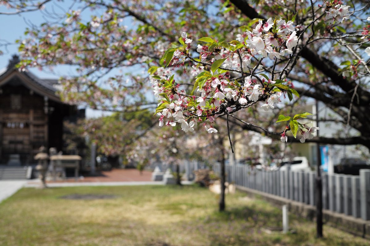 Y_HAH_Y's tweet photo. #桜
#葉桜

葉桜もええなぁ https://t.co/5tyzPCwzIN